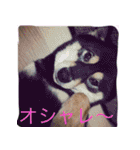 黒柴犬こたろうまるの日常スタンプ（個別スタンプ：29）
