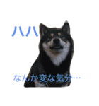 黒柴犬こたろうまるの日常スタンプ（個別スタンプ：30）