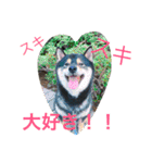 黒柴犬こたろうまるの日常スタンプ（個別スタンプ：32）