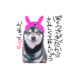 黒柴犬こたろうまるの日常スタンプ（個別スタンプ：33）