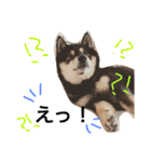 黒柴犬こたろうまるの日常スタンプ（個別スタンプ：34）