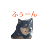 黒柴犬こたろうまるの日常スタンプ（個別スタンプ：35）