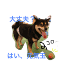 黒柴犬こたろうまるの日常スタンプ（個別スタンプ：36）