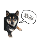 黒柴犬こたろうまるの日常スタンプ（個別スタンプ：37）