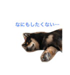 黒柴犬こたろうまるの日常スタンプ（個別スタンプ：38）