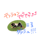 黒柴犬こたろうまるの日常スタンプ（個別スタンプ：39）