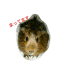モルのあいさつ編（個別スタンプ：1）