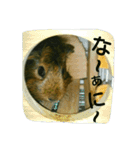 モルのあいさつ編（個別スタンプ：3）
