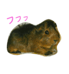 モルのあいさつ編（個別スタンプ：9）