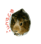 モルのあいさつ編（個別スタンプ：13）
