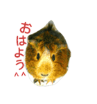 モルのあいさつ編（個別スタンプ：18）