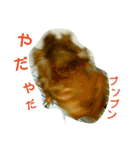 モルのあいさつ編（個別スタンプ：28）