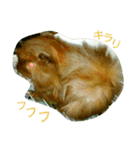 モルのあいさつ編（個別スタンプ：32）