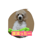 WAN ONE WAN（個別スタンプ：1）
