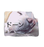 ワンワンコンビ（個別スタンプ：8）