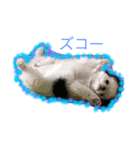 狆たちの日常（個別スタンプ：3）