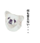てぃむぺこ（個別スタンプ：33）