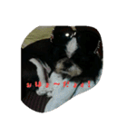 たろさんです（個別スタンプ：9）