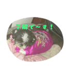 たろさんです（個別スタンプ：12）