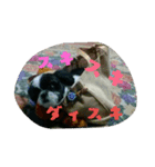 たろさんです（個別スタンプ：13）