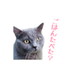 ブリティッシュのこたくん（個別スタンプ：4）