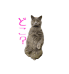 ブリティッシュのこたくん（個別スタンプ：5）