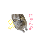 ブリティッシュのこたくん（個別スタンプ：6）