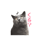 ブリティッシュのこたくん（個別スタンプ：13）