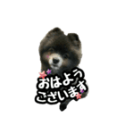 イケメン王子 ペコ（個別スタンプ：1）