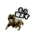 イケメン王子 ペコ（個別スタンプ：7）