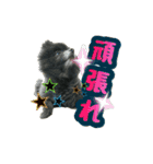 イケメン王子 ペコ（個別スタンプ：12）