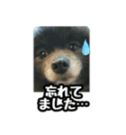 イケメン王子 ペコ（個別スタンプ：16）