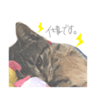 aduki3（個別スタンプ：3）