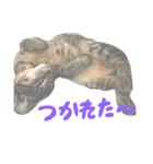 aduki3（個別スタンプ：5）