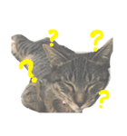 aduki3（個別スタンプ：6）