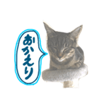 aduki3（個別スタンプ：7）