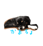 くーちゃん'Sスタンプ（個別スタンプ：3）