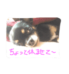 くーちゃん'Sスタンプ（個別スタンプ：6）