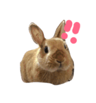 うさぎのマロニー（個別スタンプ：1）