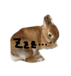 うさぎのマロニー（個別スタンプ：3）