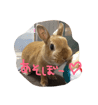 うさぎのマロニー（個別スタンプ：4）