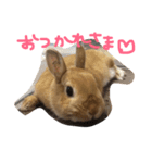 うさぎのマロニー（個別スタンプ：6）