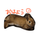 うさぎのマロニー（個別スタンプ：12）