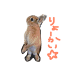 うさぎのマロニー（個別スタンプ：13）