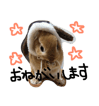 うさぎのマロニー（個別スタンプ：15）