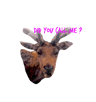 かわいいanimalたち（個別スタンプ：5）