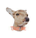 かわいいanimalたち（個別スタンプ：6）
