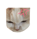 ほーちゅにー（個別スタンプ：1）