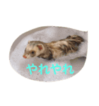 ☆すーさんのスタンプ☆（個別スタンプ：6）
