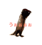 ☆すーさんのスタンプ☆（個別スタンプ：12）